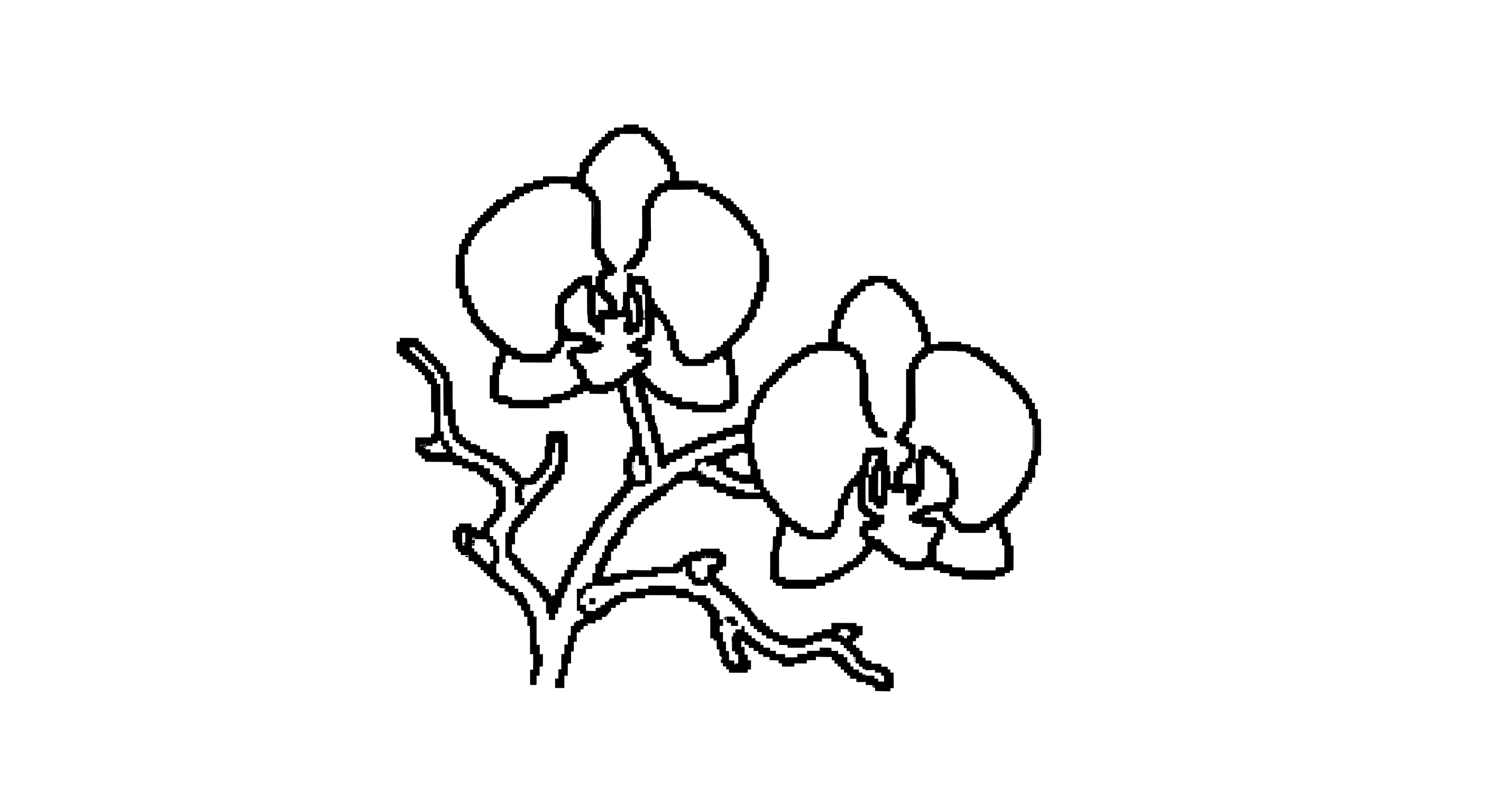 Orchid